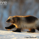 Illustration for article titled Monday Mustelid - Gulo gulo Edition